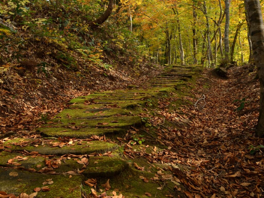 長期休みに行きたい「山形県の穴場秘境」ランキング！ 2位「黒沢峠ブナ林」、1位は？ 【2025年調査】 - All About ニュース