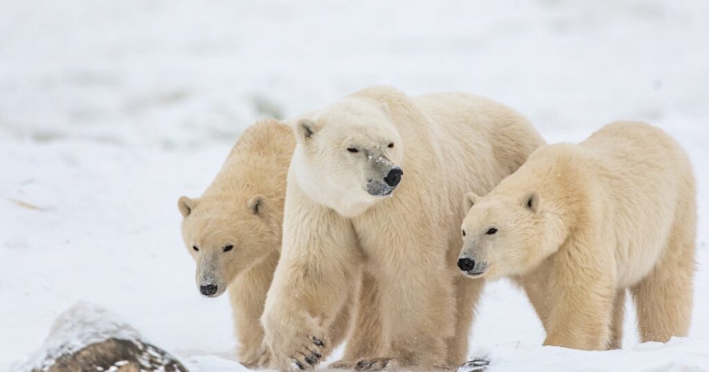 ホッキョクグマの母が孤児の子グマを養子に。「極めて珍しい事例」と研究者が語る(カナダ) | ハフポスト WORLD ホッキョクグマの母が孤児の子グマを養子に。「極めて珍しい事例」と研究者が語る(カナダ) | ハフポスト WORLD