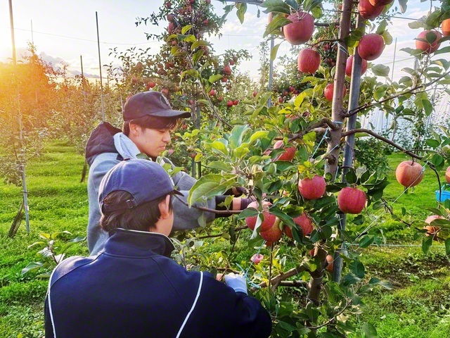 創価高校の生徒らは、青森でリンゴ収穫を体験した