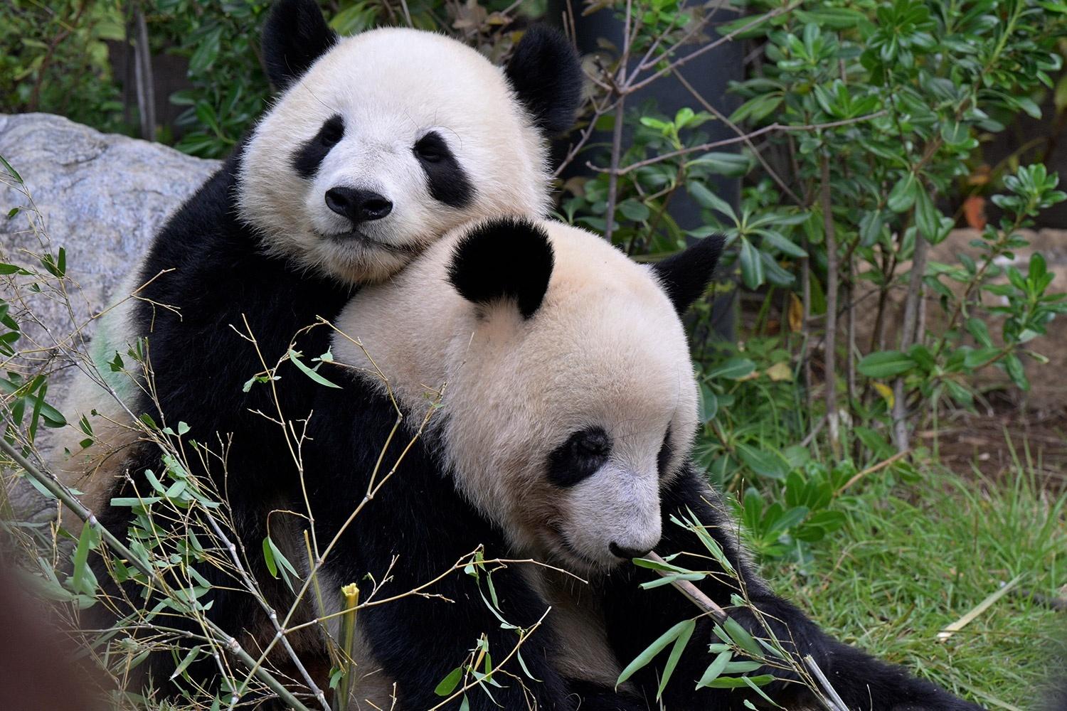 パンダが日本からいなくなる！来年1月の中国返還前に上野動物園へ会いに行こう