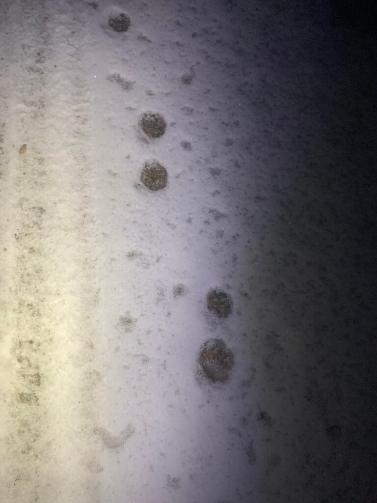 これはユーラシアオオヤマネコの足跡でしょうか？