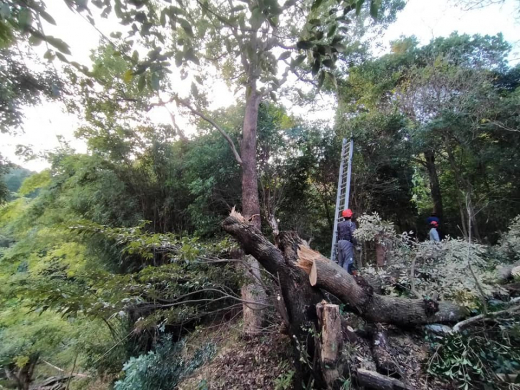 【鹿児島県出水市】手の届く世界の循環を守り、200年先もあり続ける森へ ／ 株式会社WOODLIFE 中尾雄基さん