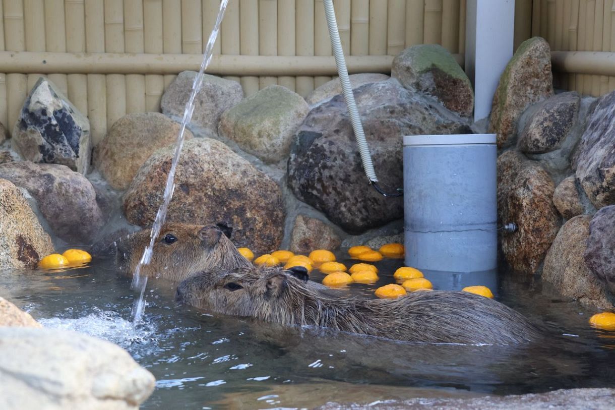 ゆず湯で温まる池田動物園のカピバラ