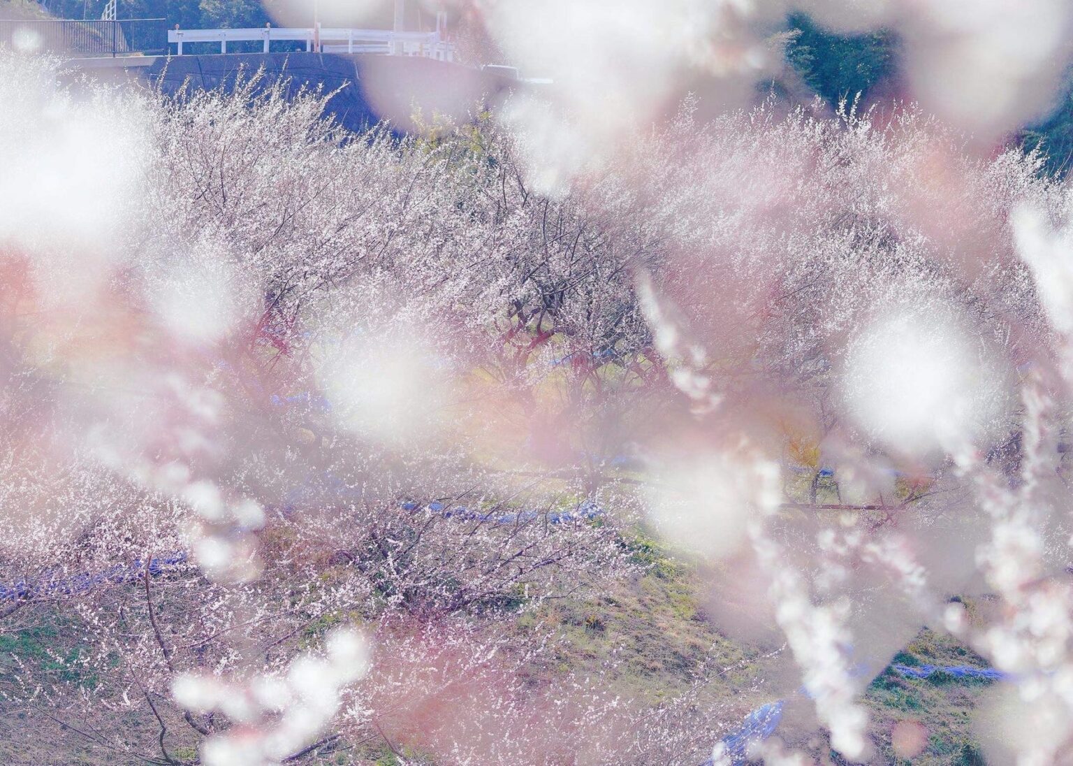 【2026年も開催！】和歌山Well-being Month | 一般社団法人日本ウェルビーイング推進協議会のプレスリリース