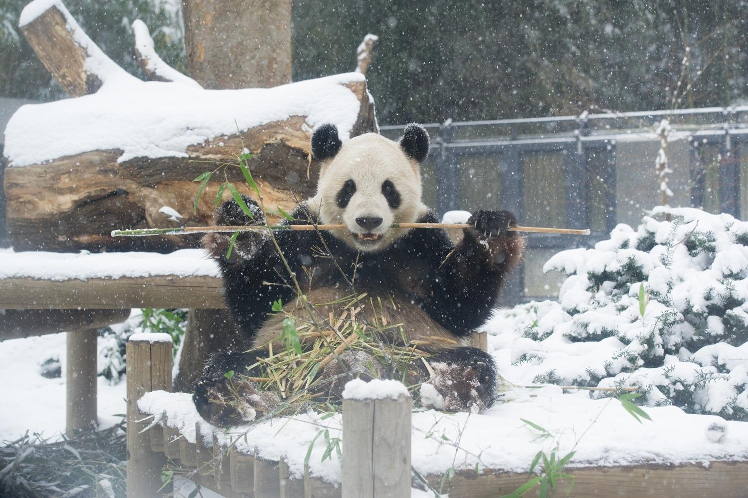 パンダが日本からいなくなる！来年1月の中国返還前に上野動物園へ会いに行こう