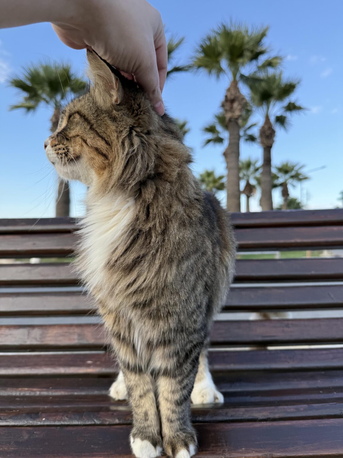 ここの野良猫に触れたり、撫でたり、抱きしめたりするのは「危険」なのでしょうか？