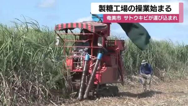 奄美大島でサトウキビの製糖始まる 鹿児島