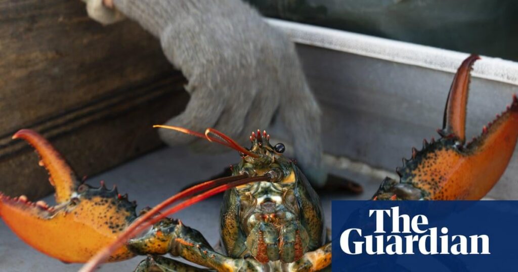 英国の動物虐待取り締まりでロブスターを生きたまま茹でるのが禁止へ