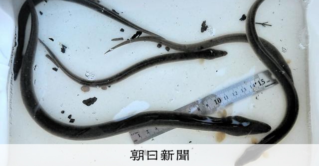 ニホンウナギ、北限の北海道で222匹確認　夏に高水温ほど多い傾向 [北海道]：朝日新聞