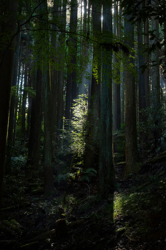 HIROKO NAGANO 「確かにそこにあった光」 (ギャラリー・ソラリス) |Tokyo Art Beat HIROKO NAGANO 「確かにそこにあった光」 (ギャラリー・ソラリス) |Tokyo Art Beat