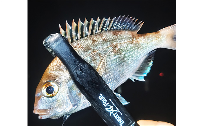 堤防アジング釣行で25cm頭にアジ連打【三重】場所によりレンジがはっきり分かれる