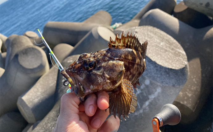 穴釣りで26cm頭に良型カサゴを連打！【三重】釣った魚の内蔵をエサにしたら大正解だった