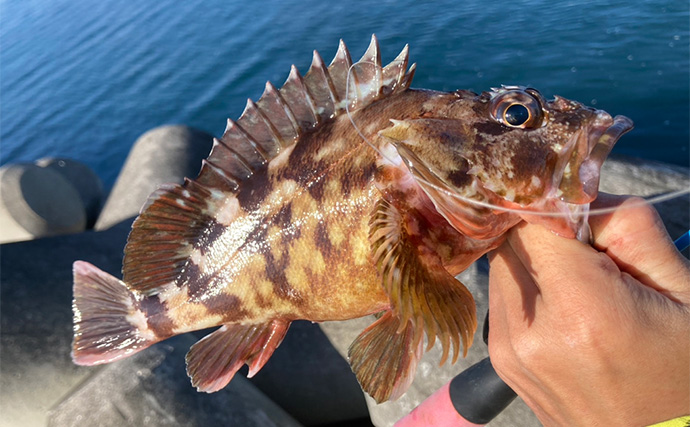 穴釣りで26cm頭に良型カサゴを連打！【三重】釣った魚の内蔵をエサにしたら大正解だった