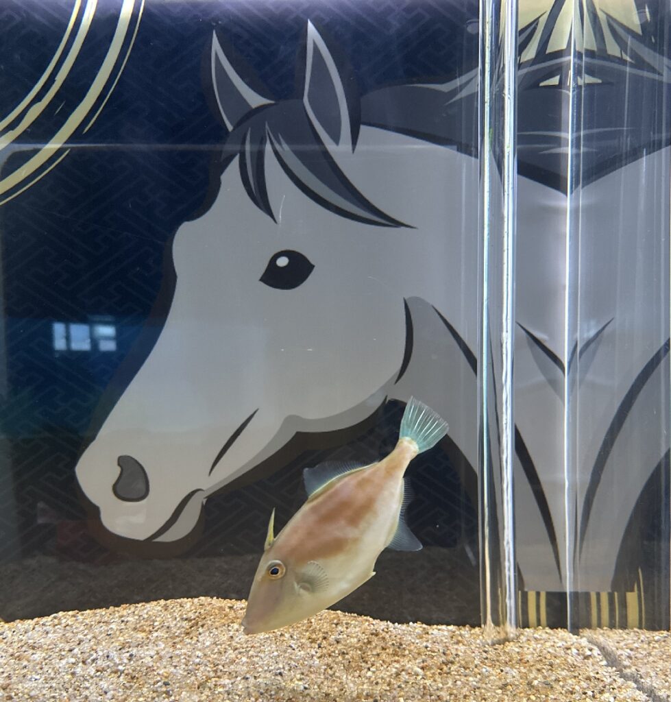 来年の干支「午」や正月にちなんだ生き物展示　うみたまごで１月末まで - 大分のニュースなら 大分合同新聞プレミアムオンライン Gate