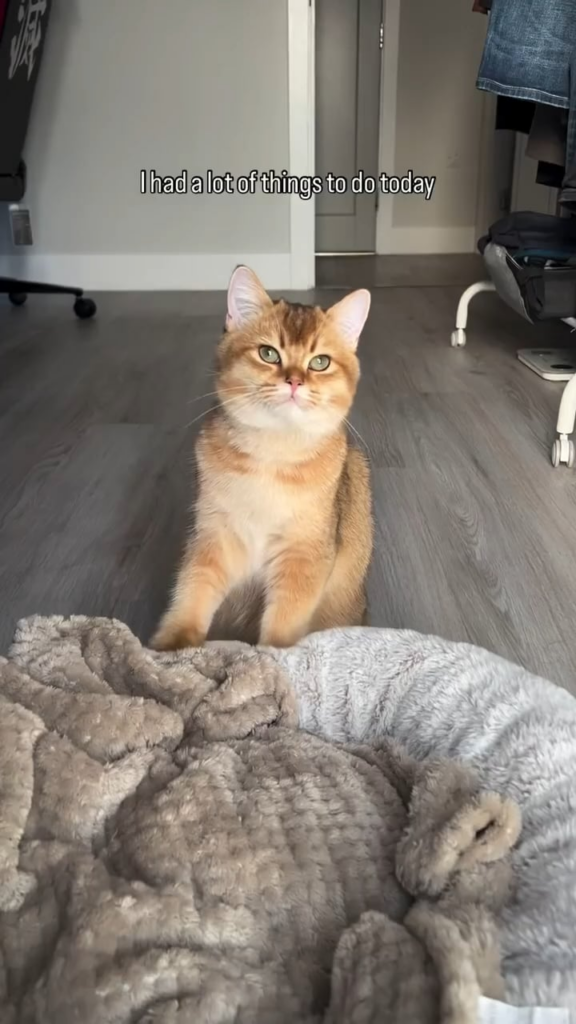 キャットボット