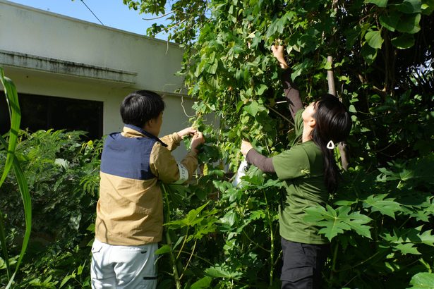 セグロウリミバエ、宮古島で初確認　沖縄県、広がり警戒し調査