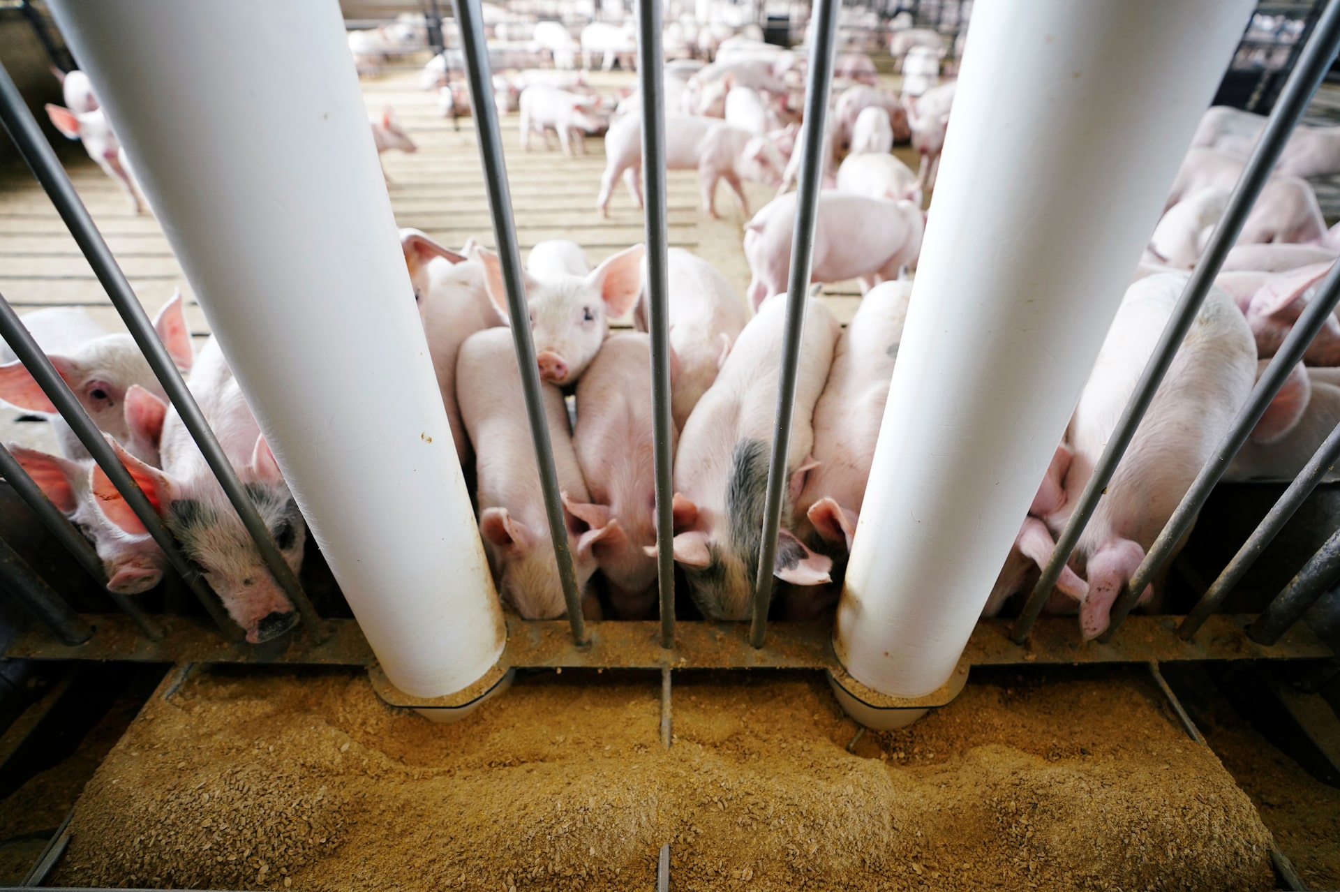 メキシコ、米国産豚肉を反ダンピング・反補助金調査