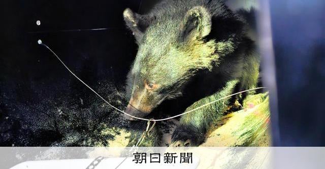 山形にて親離れしたてで捕獲され山に放たれたクマ、今度は秋田に現れ結局駆除　故クマ「どうすりゃいいんだよ…」