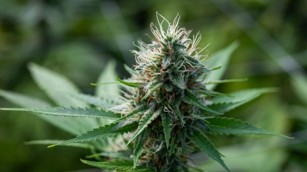 FdI：「軽大麻は再び合法だが、最大税金は40％」