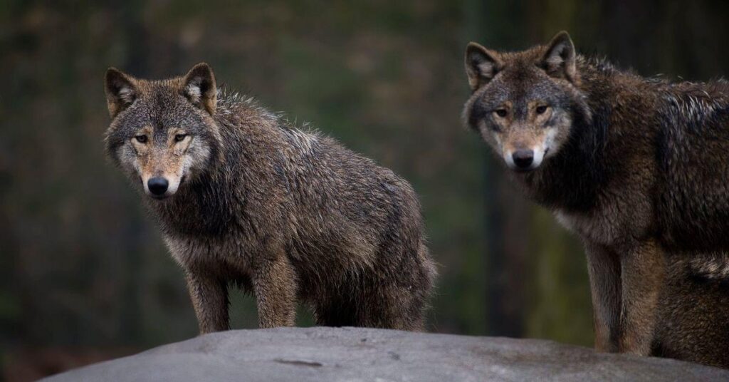 行政裁判所、2026年にオオカミ狩猟を停止