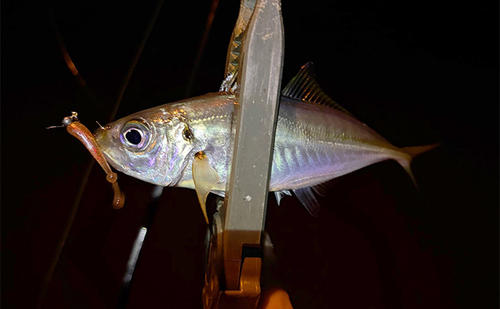 大阪南港フェリーターミナルでのアジングで12cm級「豆アジ」が入れ食い! | TSURINEWS 大阪南港フェリーターミナルでのアジングで12cm級「豆アジ」が入れ食い!