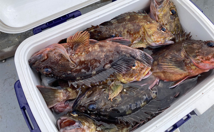 穴釣りで26cm頭に良型カサゴを連打!【三重】釣った魚の内蔵をエサにしたら大正解だった | TSURINEWS 穴釣りで26cm頭に良型カサゴを連打!【三重】釣った魚の内蔵をエサにしたら大正解だった
