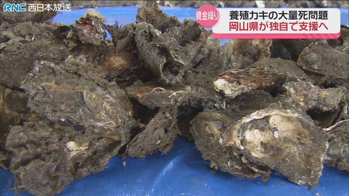 カキ大量死問題　岡山県が養殖事業者を支援