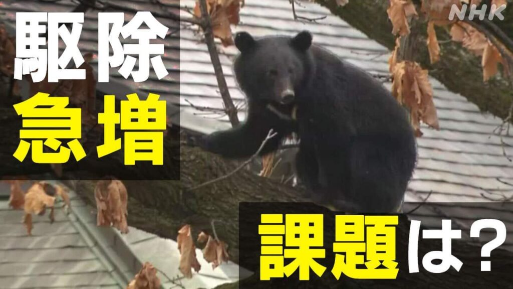 半年で約6000頭 駆除したクマの処理が課題に