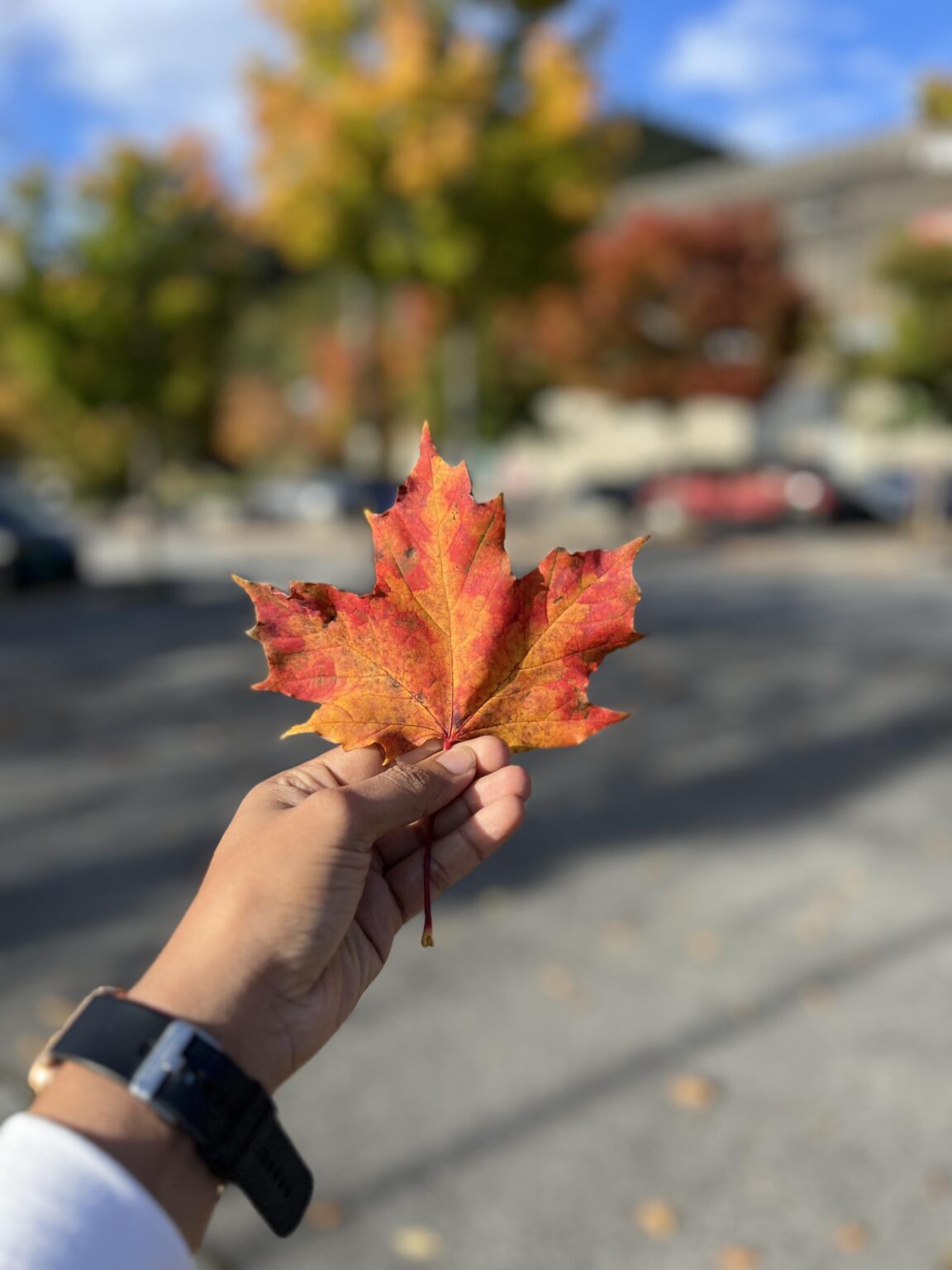 昨年秋のノルウェーのカエデの葉のITAP