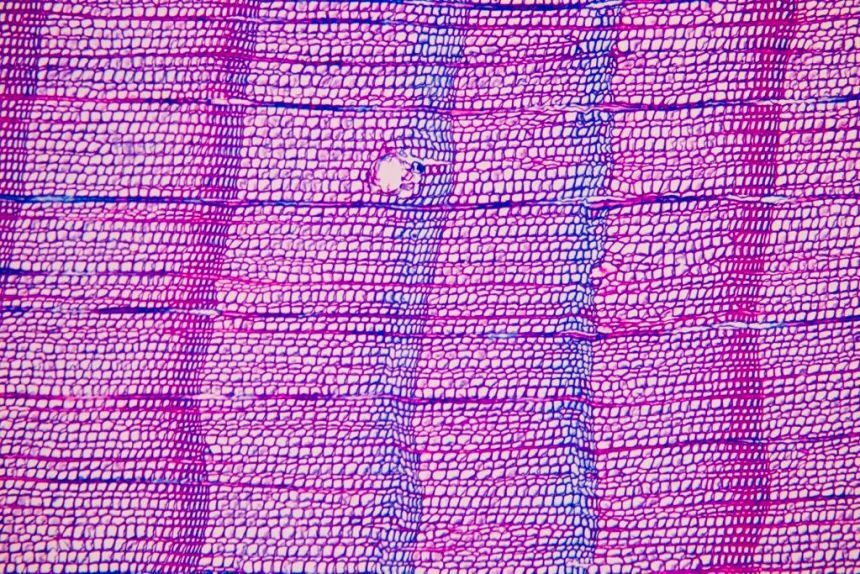 研究で使用した木の年輪の拡大画像。青い線は1345年と46年に対応しており、研究者たちはこれが火山噴火の証拠だと考えている/Ulf Büntgen