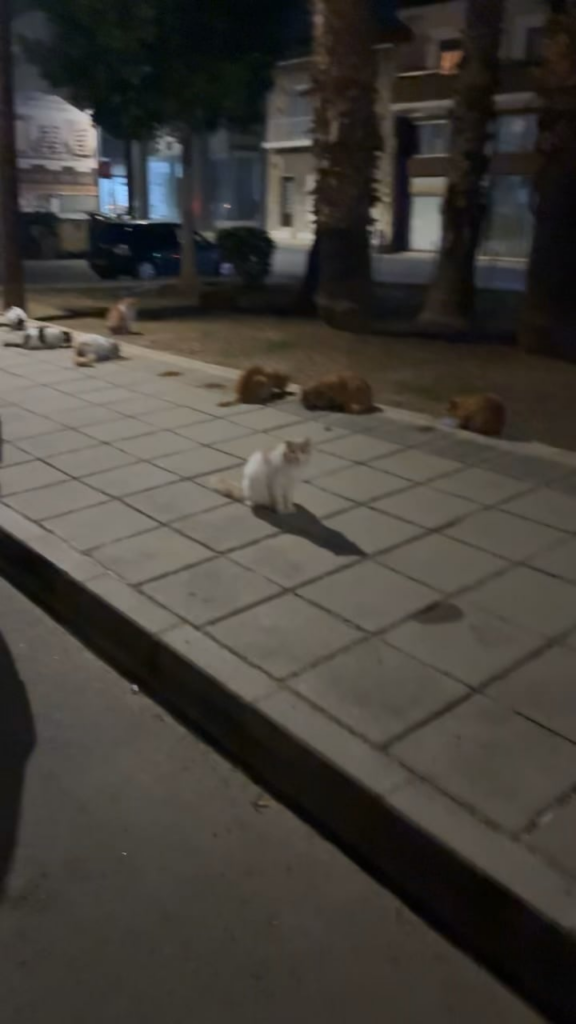 猫軍団