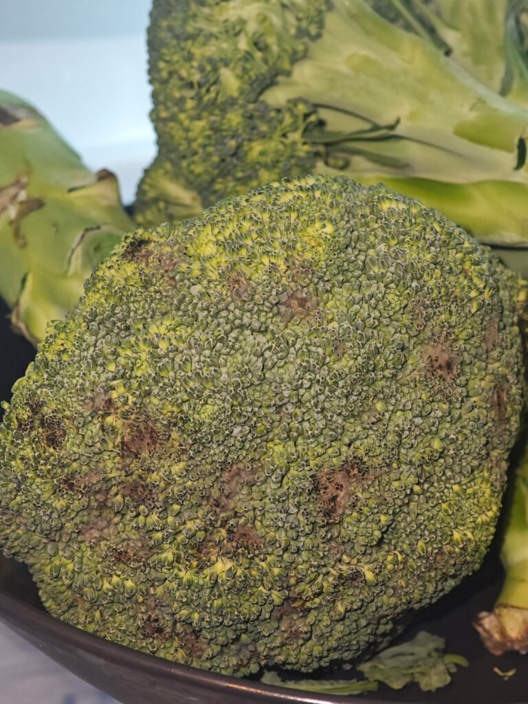 カウフラント産の野菜