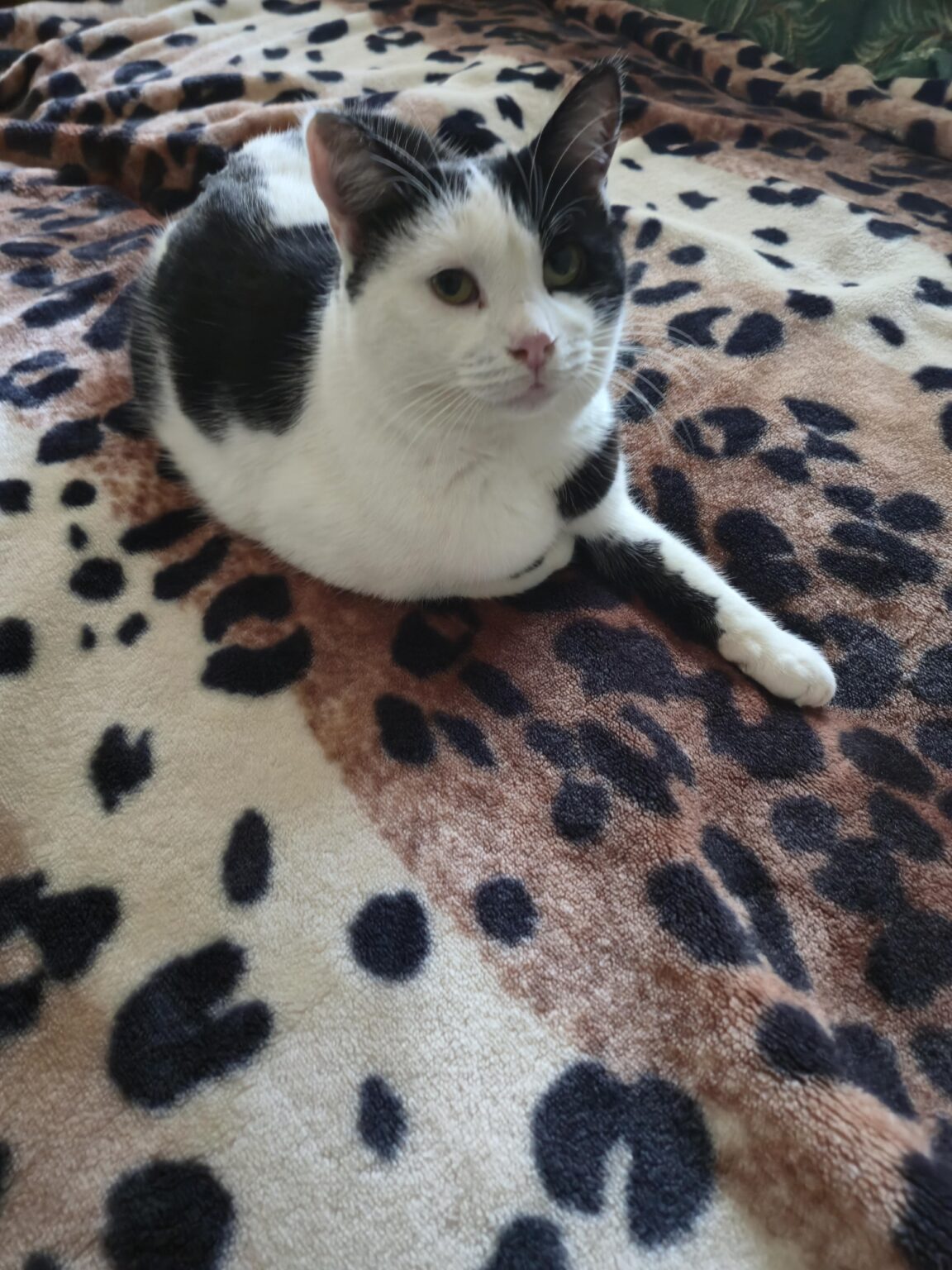 キャットボット 😻 [Naš Mirko]