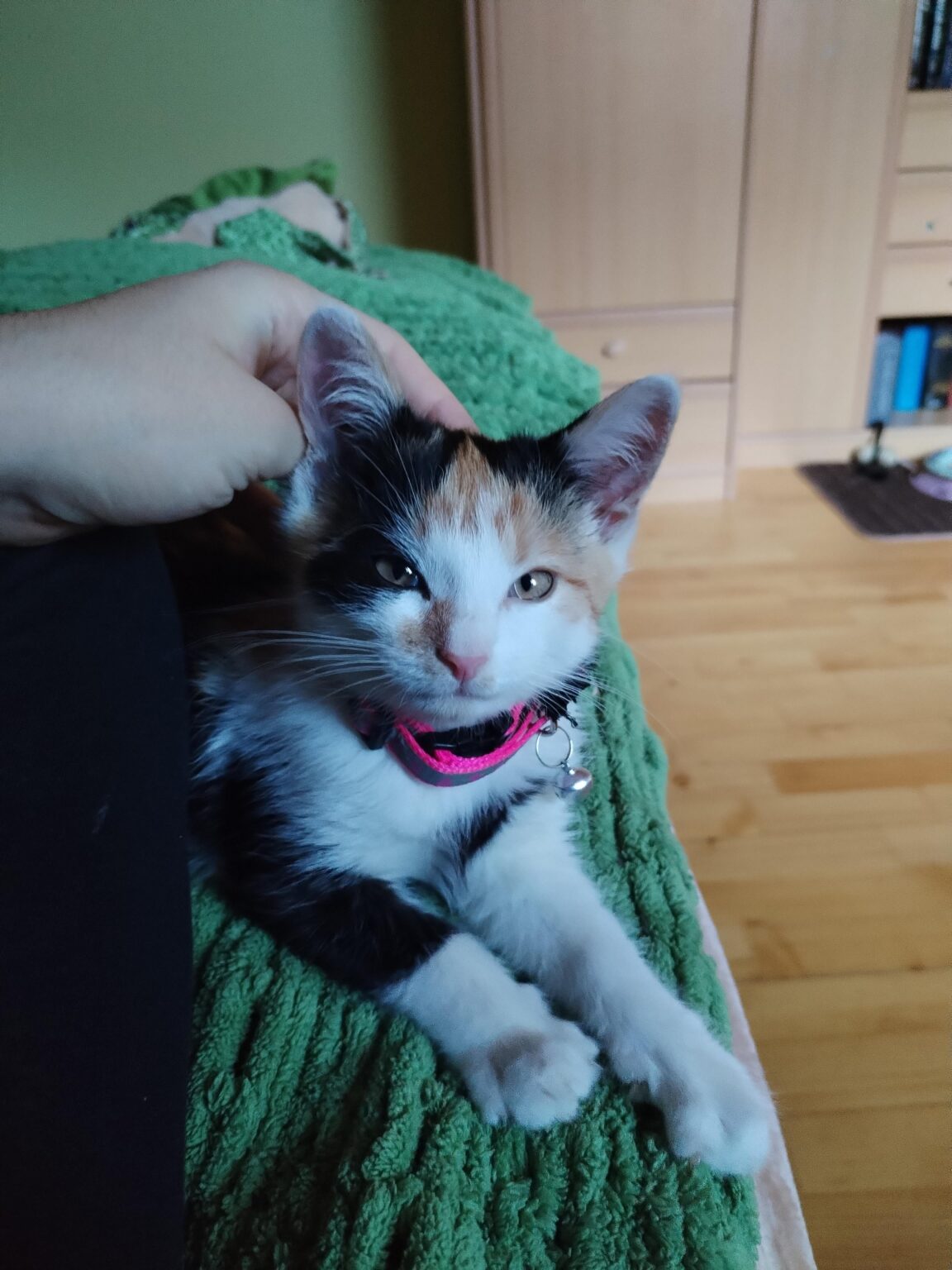 猫のいるアパート探し