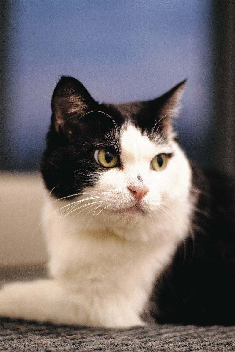 保護猫「ふく」＝石黒さん提供
