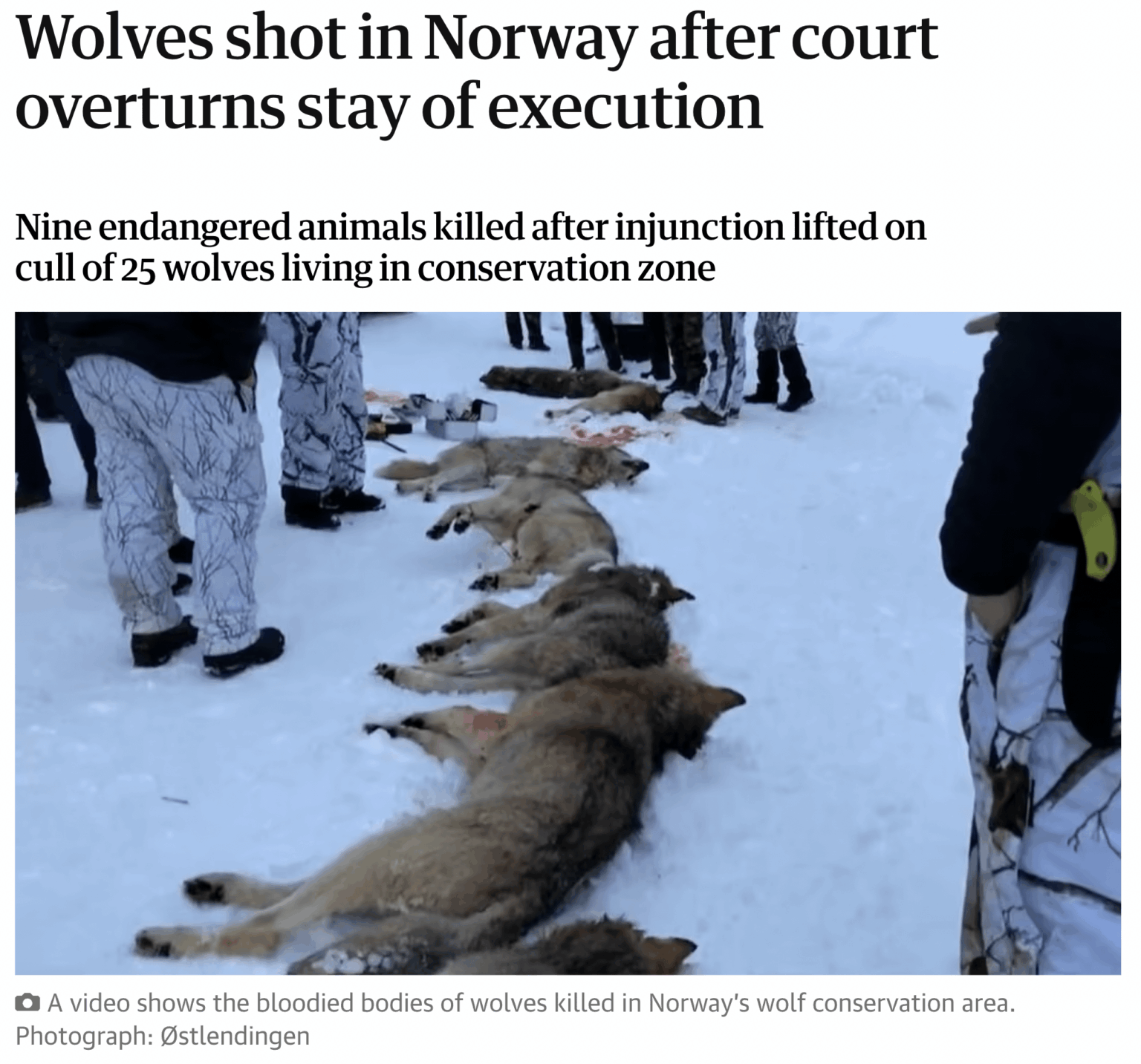 オオカミの苦境: オオカミは EU 法で保護種であるにもかかわらず、ヨーロッパではオオカミの死因の 60% が違法狩猟によるものと推定されています。合法的な狩猟と交通事故を含めると、ヨーロッパにおけるオオカミの死因の約 86% は人間によるものです。これらの割合は北米/米国よりもはるかに高いです