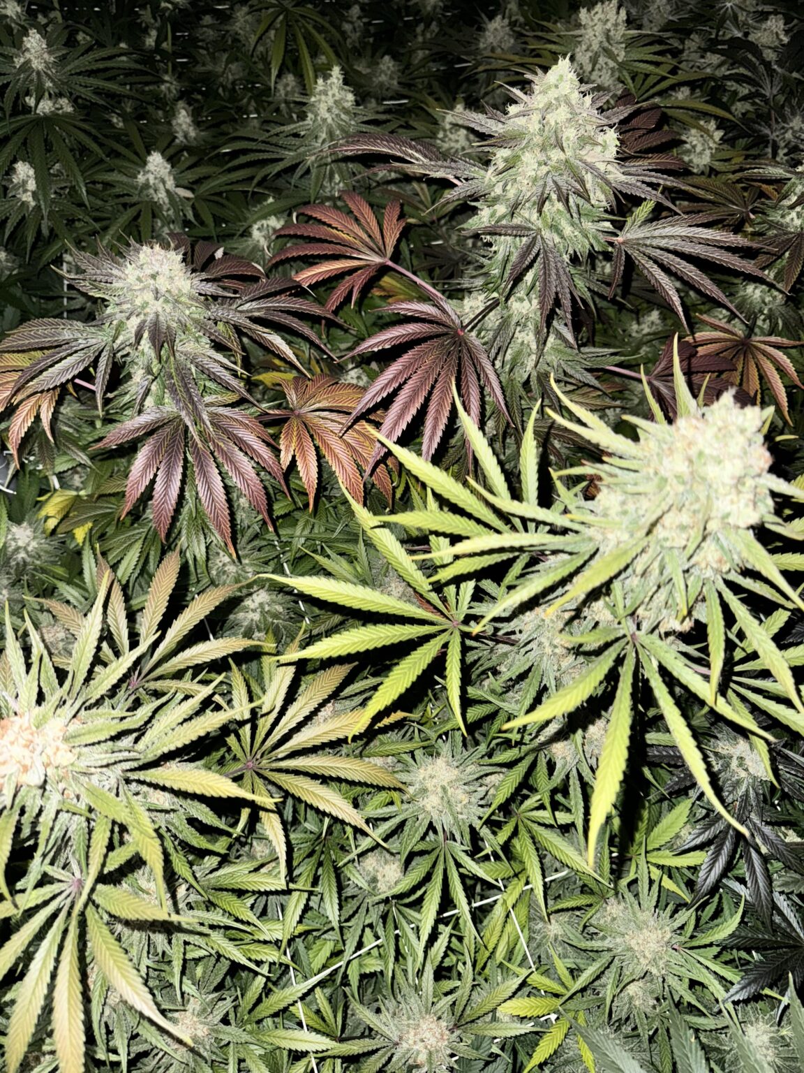 マルタは大麻法と社交クラブに関して正しいことを行っている