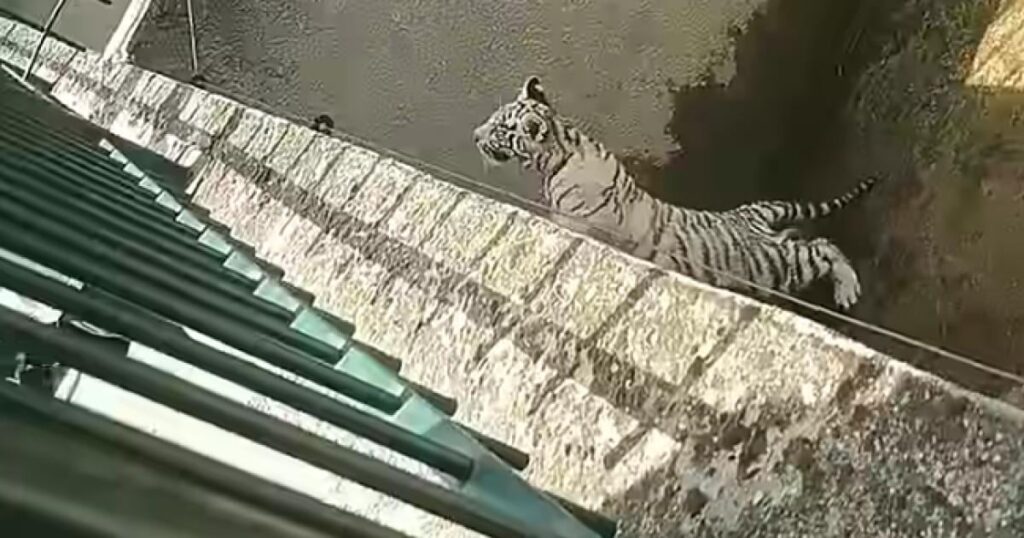 クラヨバの動物園でホワイトタイガーの赤ちゃんがビニール袋を飲み込んで死亡した。この種の事件はこれが初めてではない