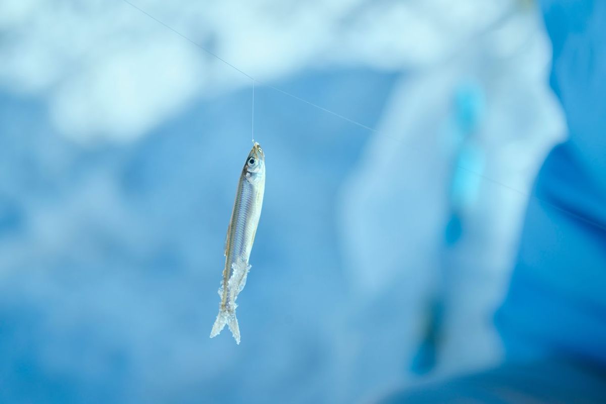 ワカサギ釣りイメージ