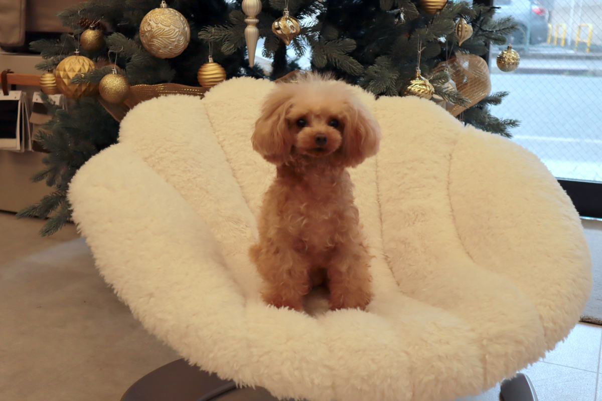 モデルは今回ご紹介する『Dog salon＆Cafe Noce』店主の愛犬・くるみちゃん♡