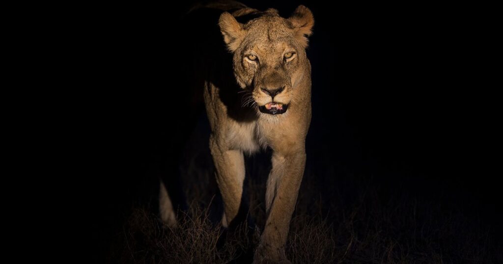 【アフリカの夜、ライオンが怖くて眠れない…！】動物行動学者の面白エピソードが満載で話題の本とは？ | 動物のひみつ | ダイヤモンド・オンライン