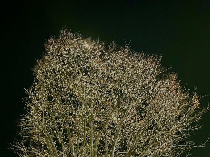 投稿の画像