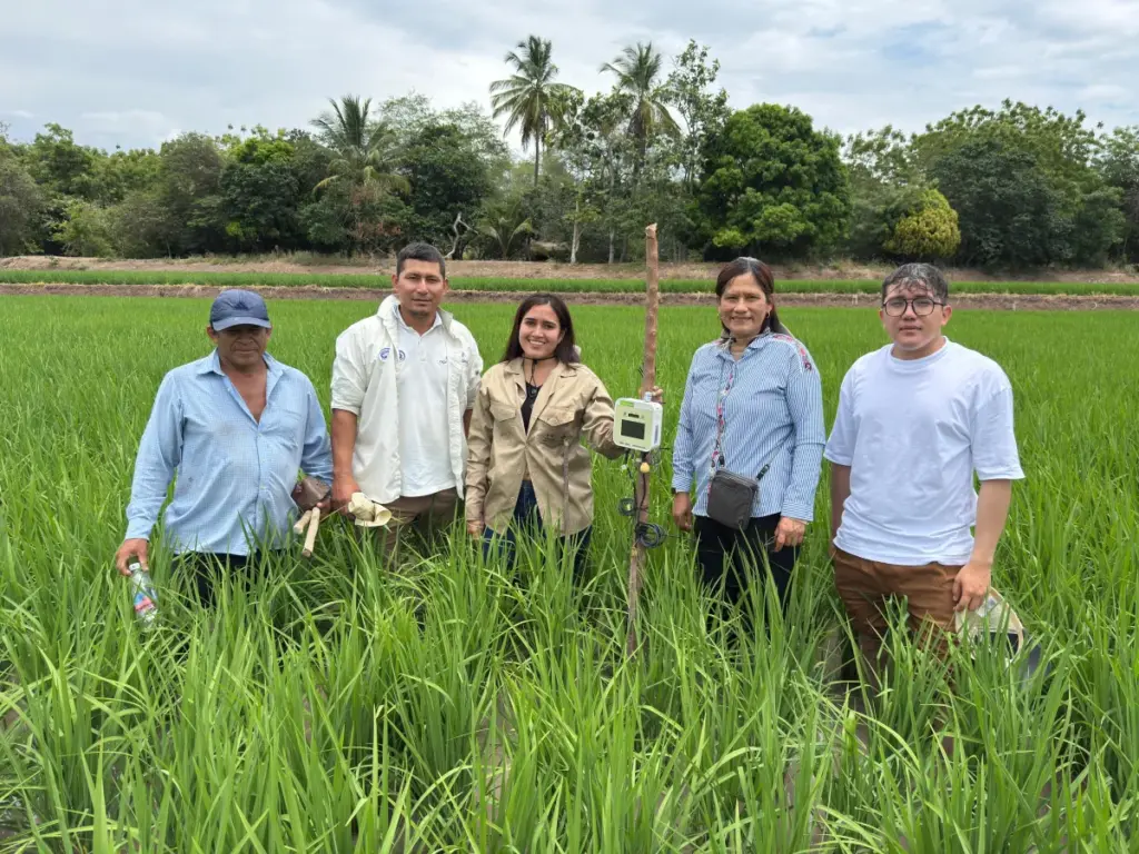 ペルーの稲作を支えるAI技術「e-kakashi」の導入 - サードニュース