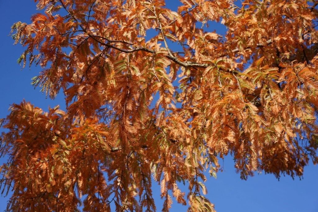 滋賀県で撮影されたメタセコイア並木に目を奪われる！別世界のような光景に「迫力がある」「引き込まれそう」 | LIMO | くらしとお金の経済メディア