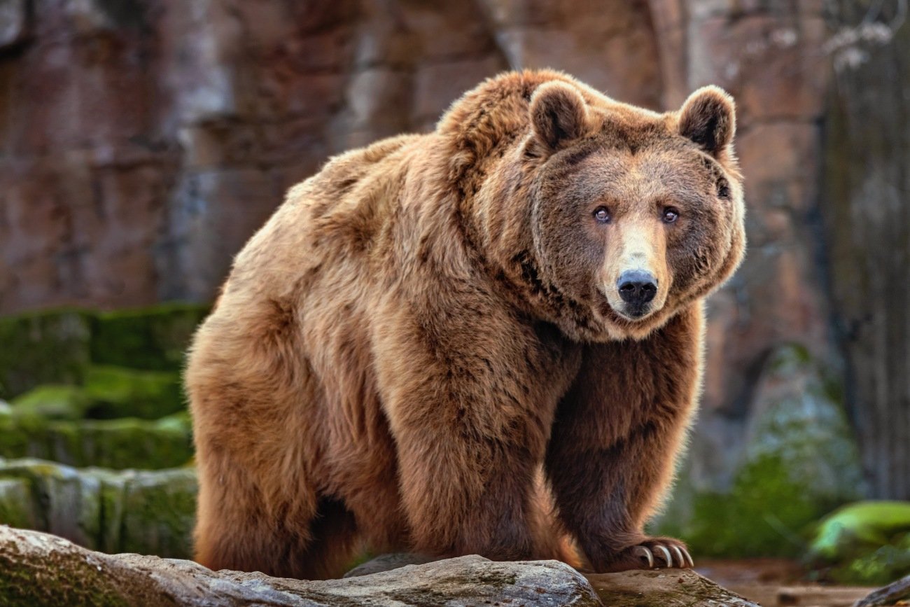 インドでは「クマよりずっと危険」…年間2万人を死に至らしめる“日本にもいる動物”の名前