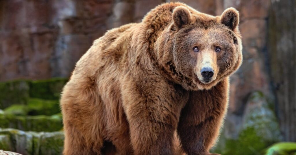 インドでは「クマよりずっと危険」…年間2万人を死に至らしめる“日本にもいる動物”の名前 | インド人は悩まない | ダイヤモンド・オンライン