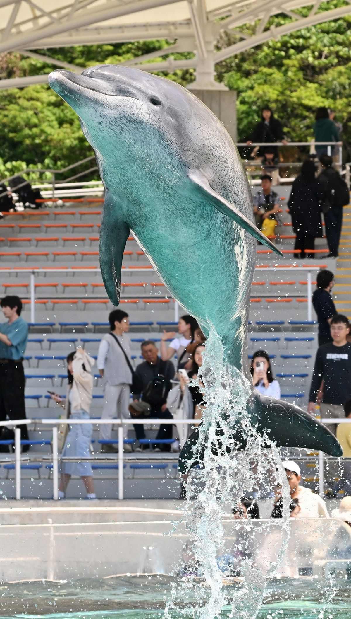 トレーナーの指示で勢いよくジャンプするイルカのオキちゃん＝４月８日、本部町・海洋博公園（金城拓撮影）