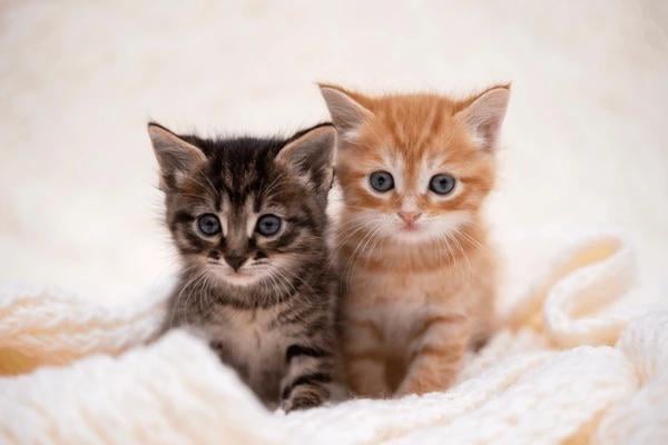 モディ首相は眠り、子猫を投稿する時間だ