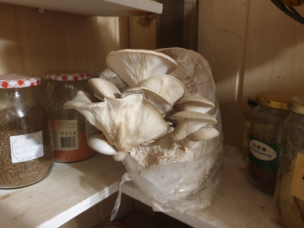 食料庫にキノコが生えていたらどうすればいいでしょうか？ 😮