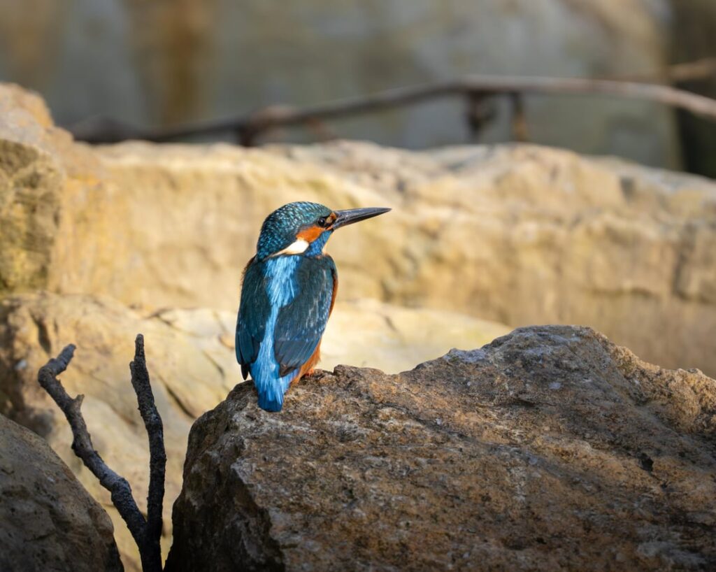 エヒタナハ湖の鳥